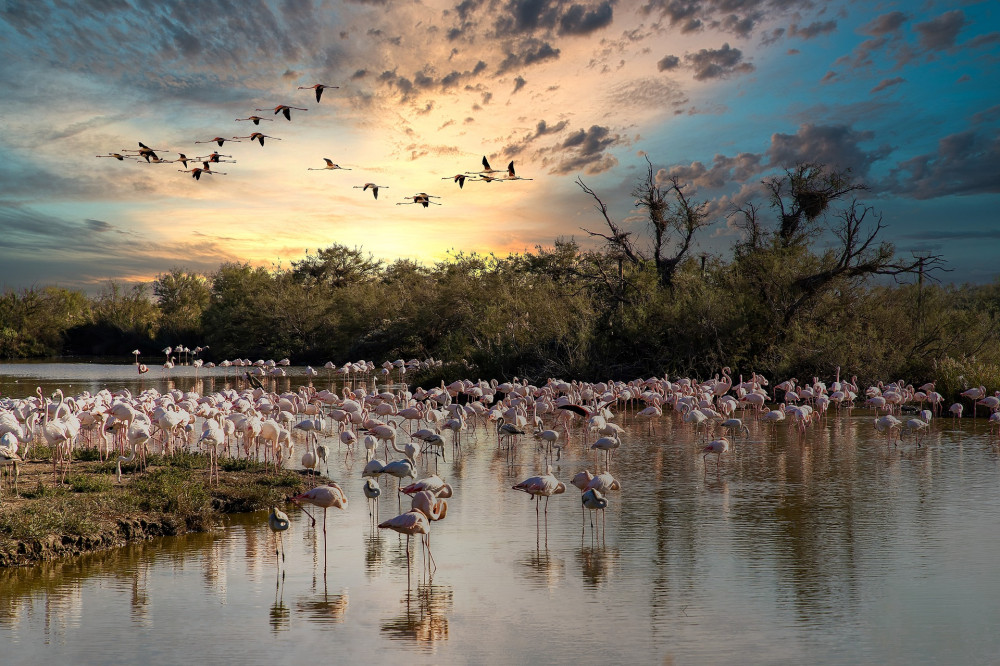 Photo de flamants rose en Camargue